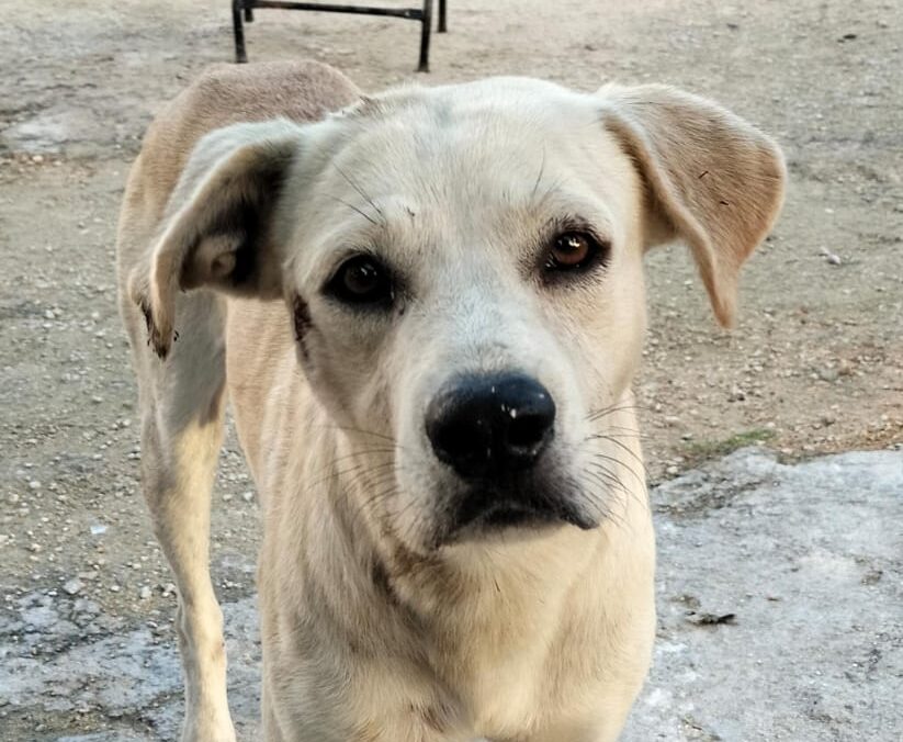 Se dispara abandono de perros en calles de Cancún, por temporada vacacional