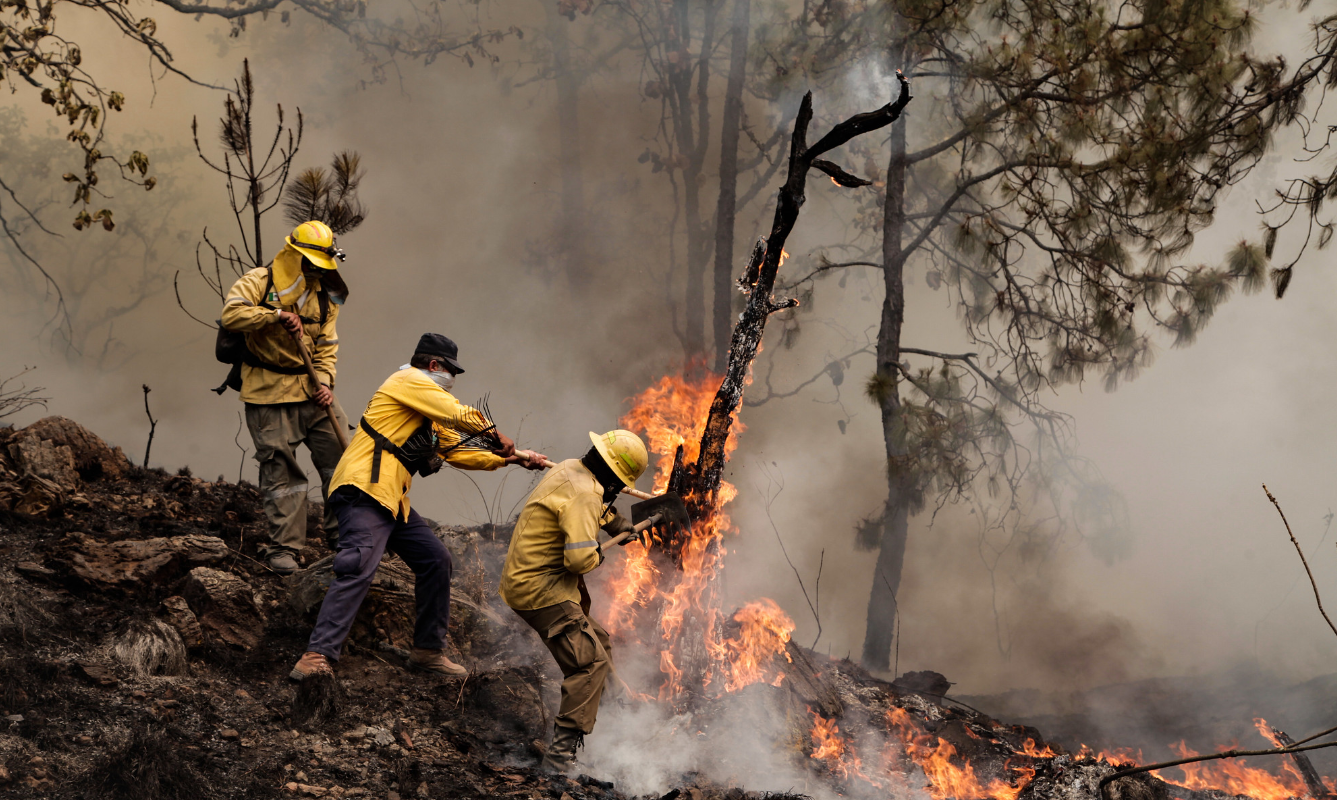 Jalisco, el estado con más bosques dañados por incendios