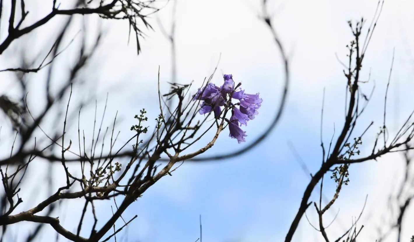 Florecimiento de jacarandas enciende alerta en CDMX