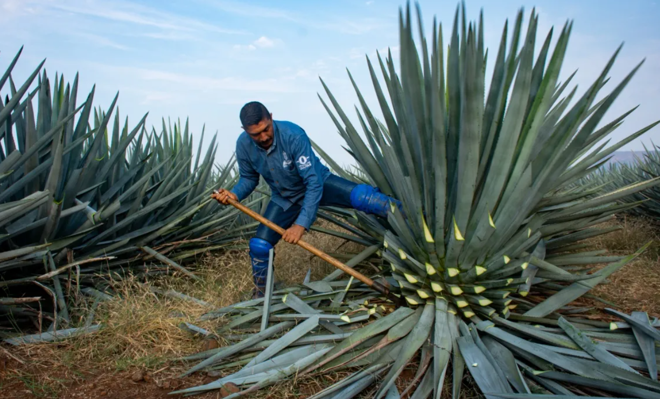 Certificación Agave Responsable Ambiental evita deforestación de 7,000 hectáreas en Jalisco