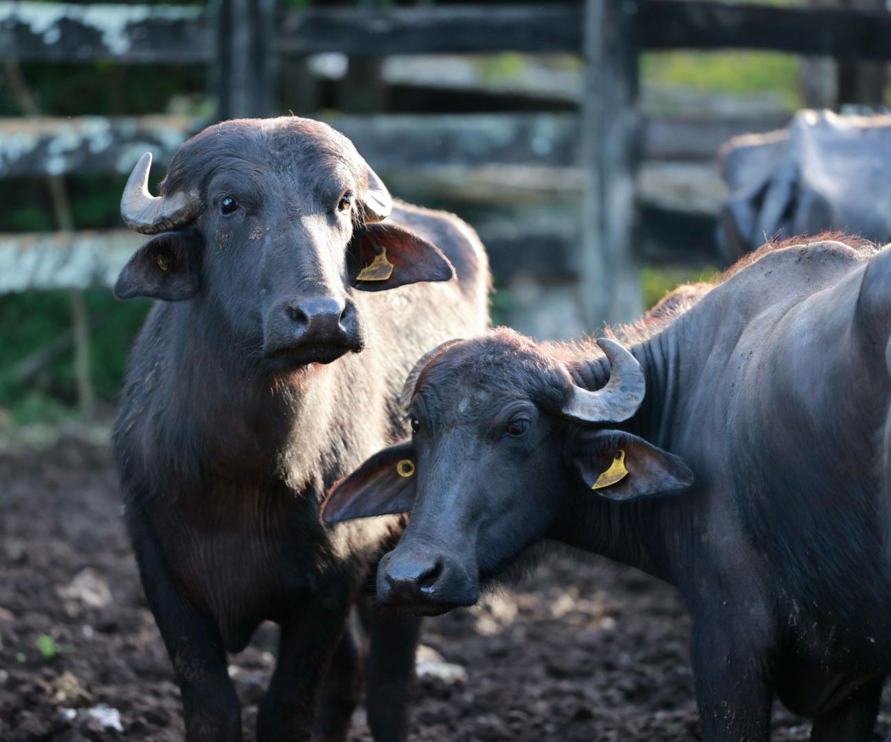 Reciben mujeres de la Zona Continental 20 búfalos para crianza y reproducción