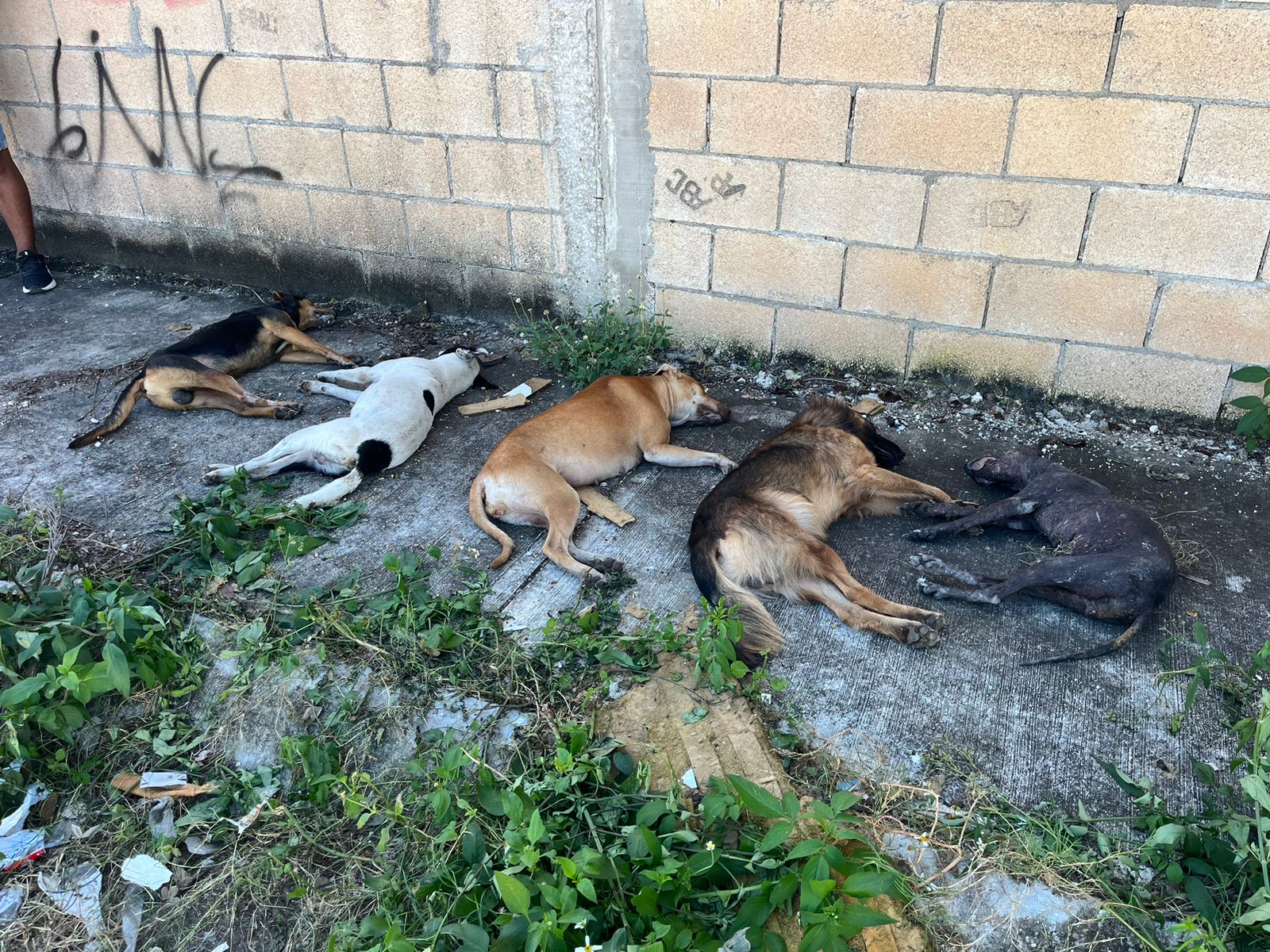 Envenenan a siete perros en la Región 237 de Cancún