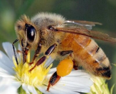 Bajas temperaturas afectan producción de miel de abejas nativas