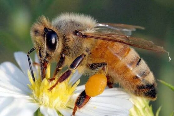 Bajas temperaturas afectan producción de miel de abejas nativas