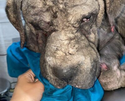 Perro en deplorables condiciones es rescatado en Tulum