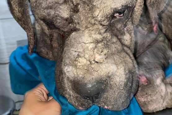 Perro en deplorables condiciones es rescatado en Tulum