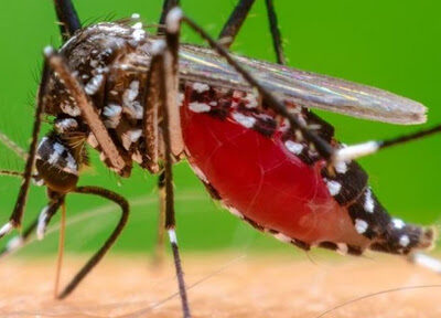 Refuerzan acciones para la prevención del paludismo