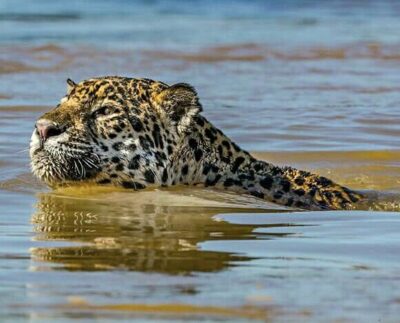 Avistamiento de Jaguar nadando en Yucatán