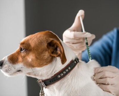 Exhorta a vacunar mascotas para evitar contagios por rabia