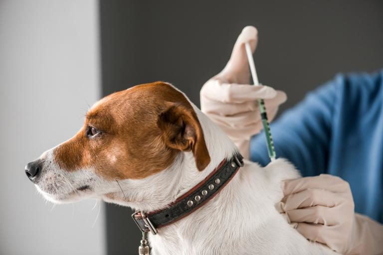 Exhortan a vacunar mascotas para evitar contagios por rabia