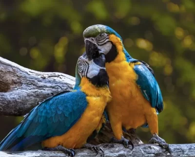 Escasez de espacios para la conservación de aves