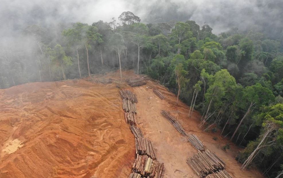 La selva maya en Yucatán desaparece aceleradamente gracias a múltiples proyectos de urbanización