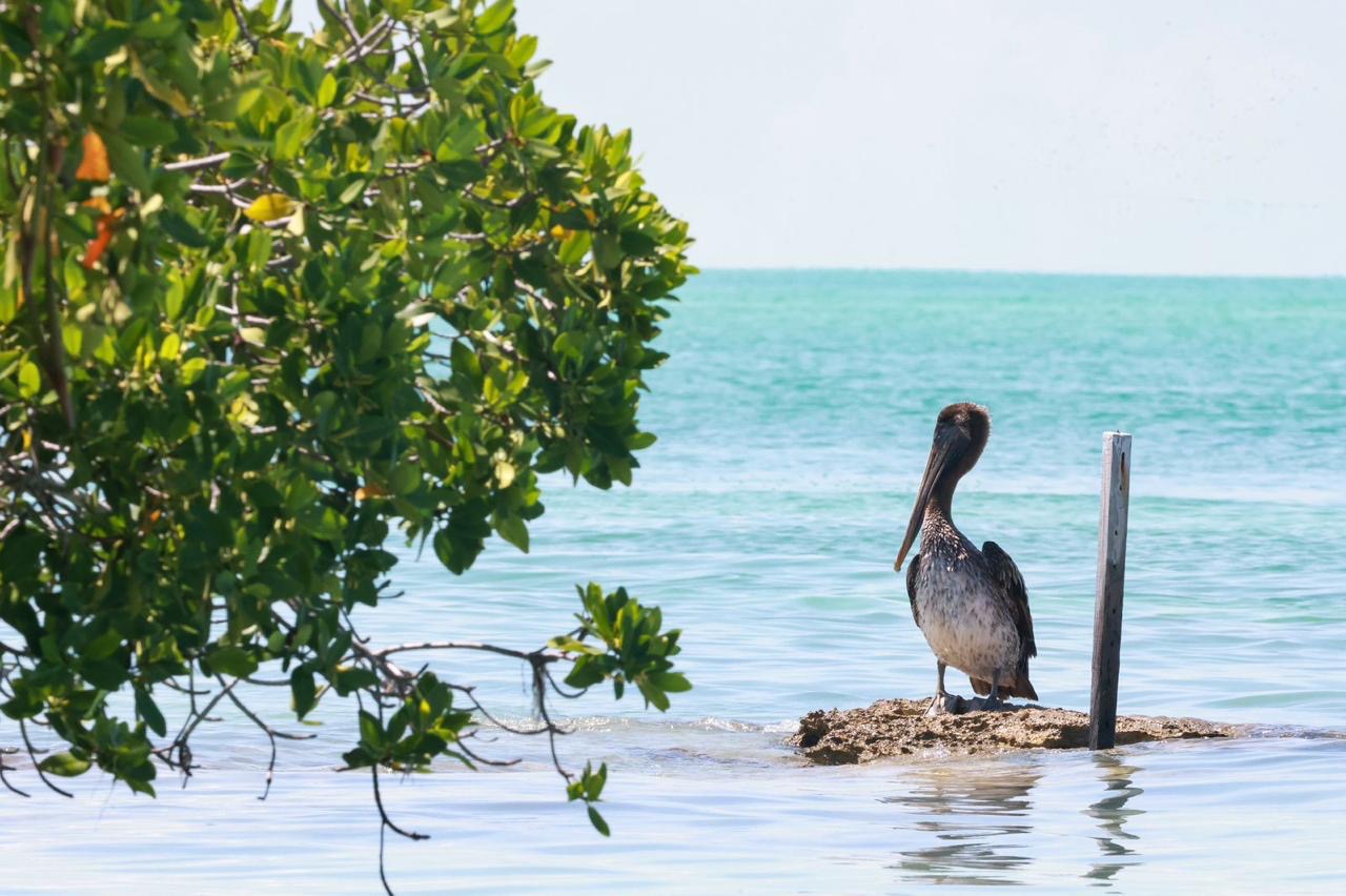 Isla Contoy, una joya inigualable de Isla Mujeres