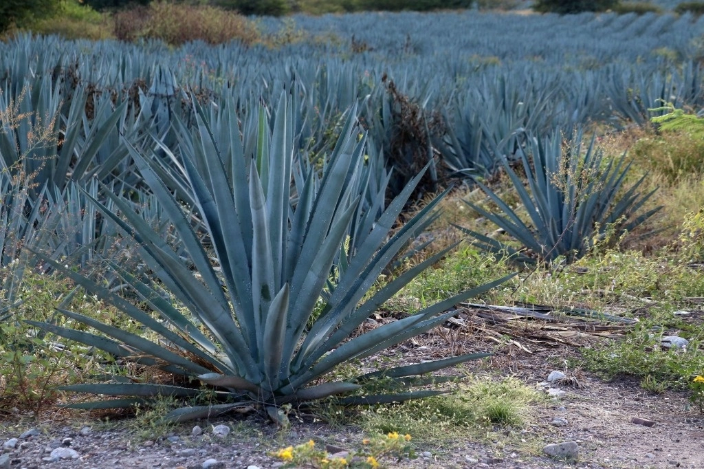 En Jalisco, impulsan protección fitosanitaria del agave