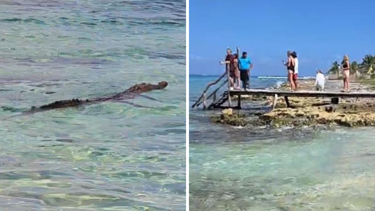 Avistan cocodrilo en Playa Casitas de Cozumel; no se reportan lesionados