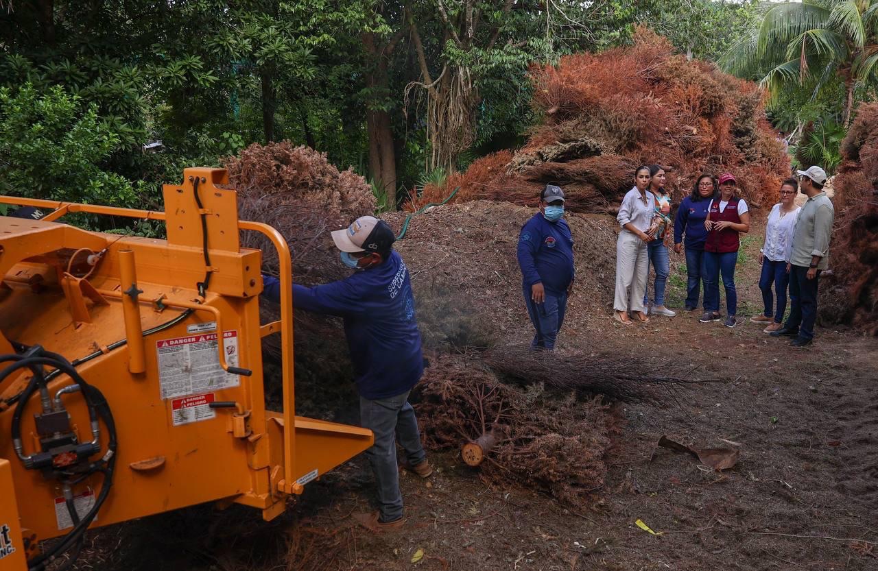 Supervisa Ana Paty Peralta triturado de árboles de Navidad