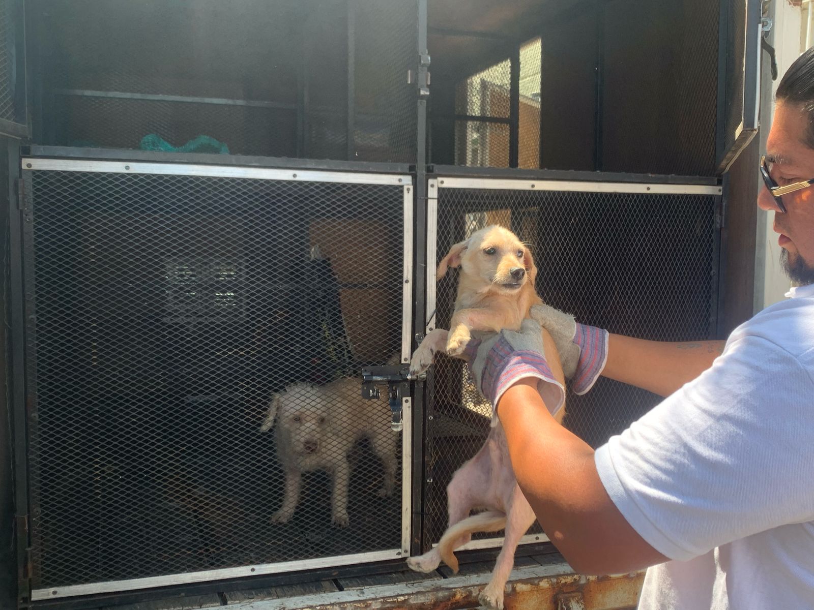 RESCATAN A MÁS DE 40 PERRITOS EN GUADALAJARA