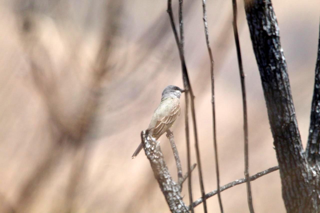 Verifican afectaciones a flora y fauna tras incendios en Cerro Viejo y bosque de La Primavera