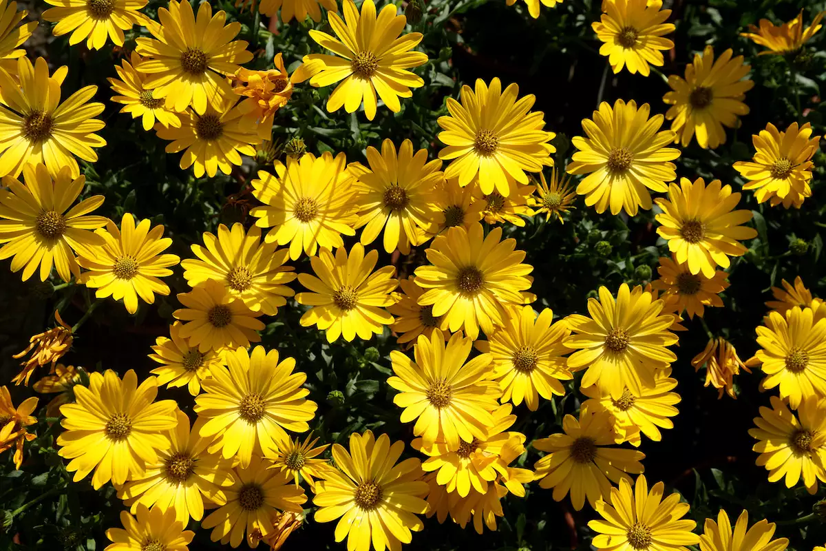 Flores Amarillas: Un símbolo de alegría y amor