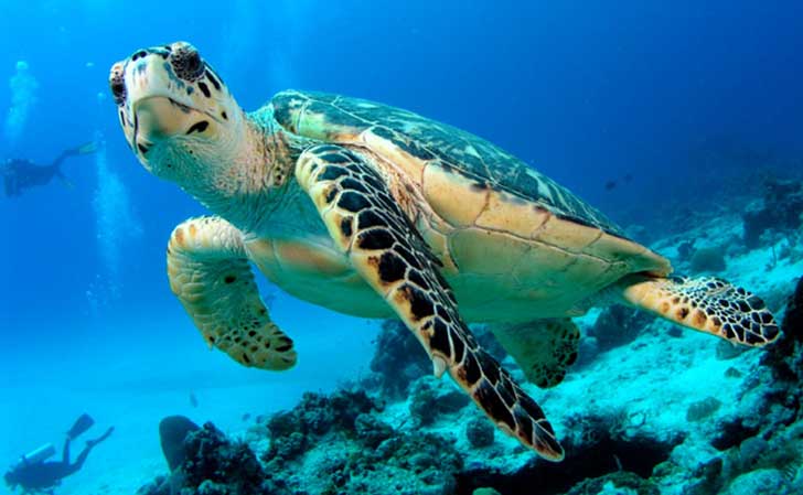Reconocen a Cozumel en el Top 3 de Pueblos Mágicos para Escapadas Familiares