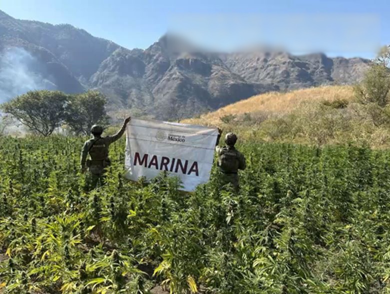 Golpe al crimen en 20 estados: Ejército y fuerzas federales reportan decomisos millonarios y detenciones clave
