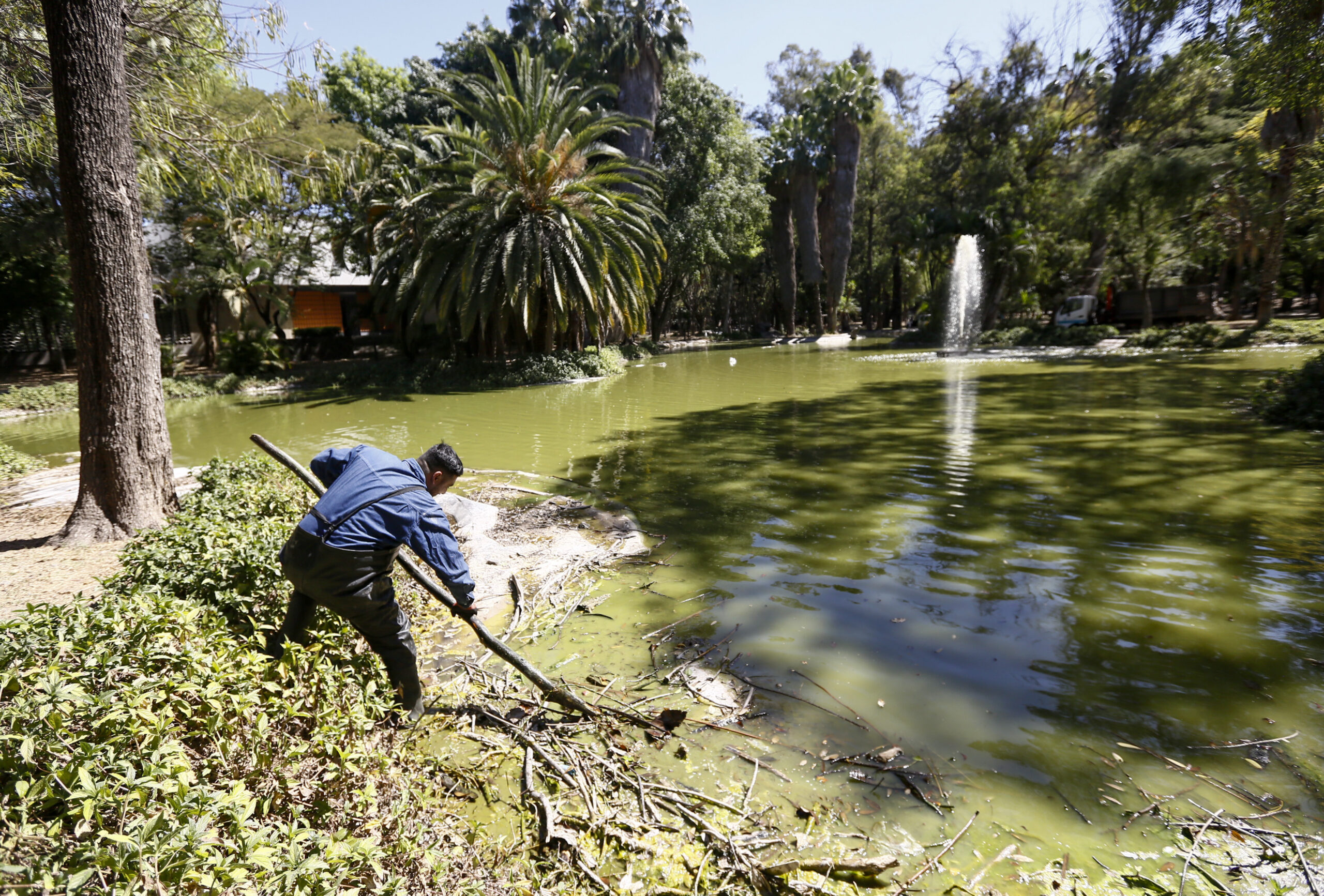 Disminuyen 87 por ciento afectaciones por lluvias en bosques urbanos del Área Metropolitana de Guadalajara