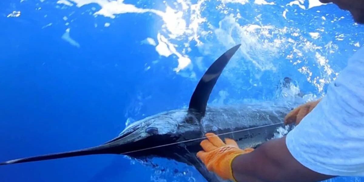 La pasión por el mar regresa a Isla Mujeres con el Torneo Internacional de Pesca “Cosme Alberto Martínez Magaña”