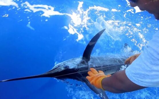La pasión por el mar regresa a Isla Mujeres con el Torneo Internacional de Pesca “Cosme Alberto Martínez Magaña”