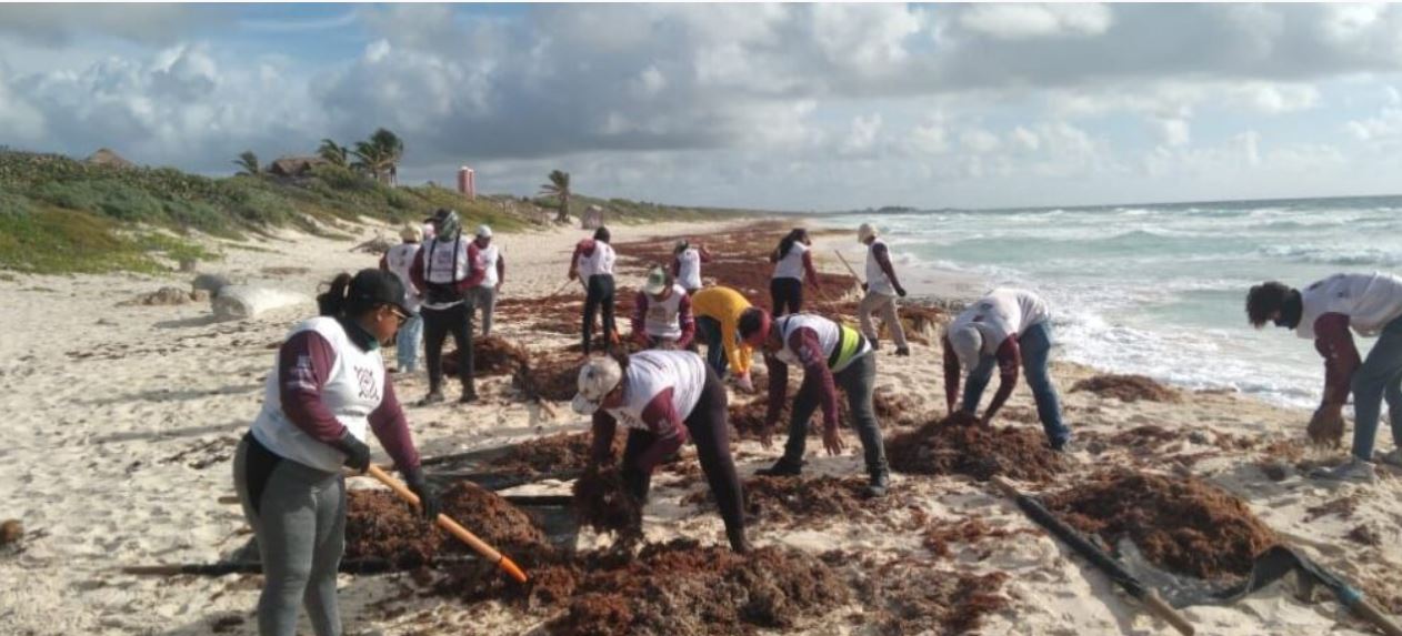 MÁS DE 114 TONELADAS DE SARGAZO RETIRADAS DE PLAYAS DE COZUMEL QUE LUCEN MÁS BONITAS