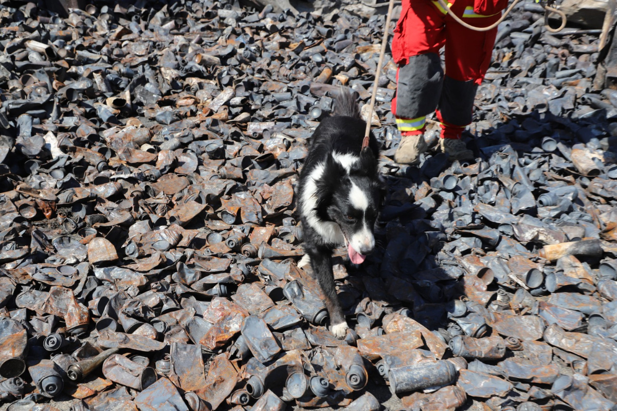 Inician búsqueda de persona desaparecida con binomios K9 tras incendio en el Álamo Industrial