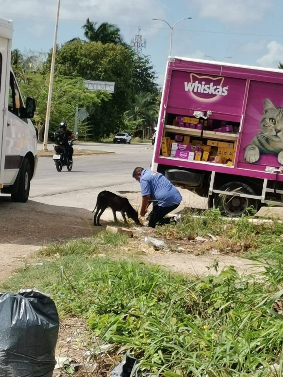 Repartidor de Whiskas alimenta a perrito callejero en Bacalar y conmueve en redes