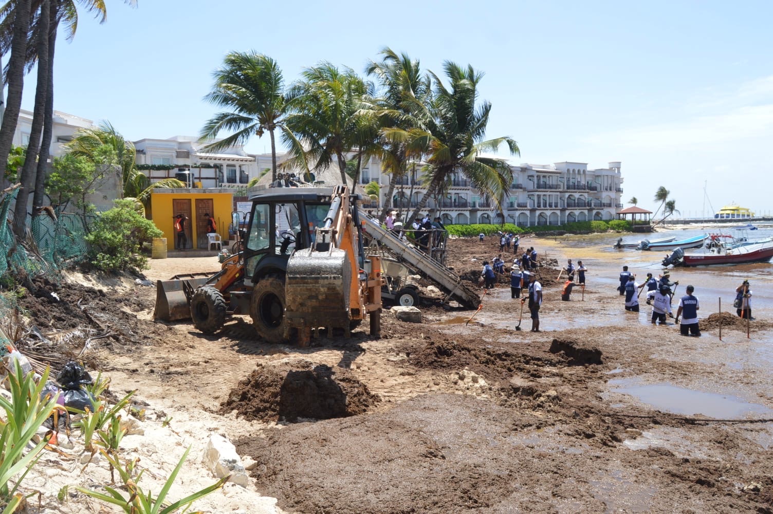 Gobierno de Estefanía Mercado, en coordinación con el Estado y la Federación, retira más de 8 mil toneladas de sargazo de las playas de Playa del Carmen