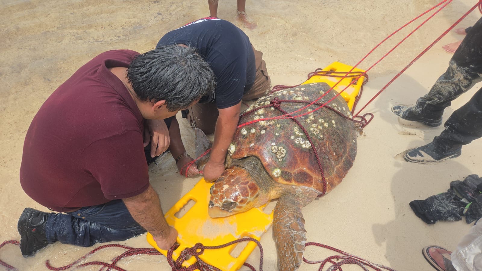Protección Civil apoya en el rescate de una Tortuga Marina atrapada en Chen Río