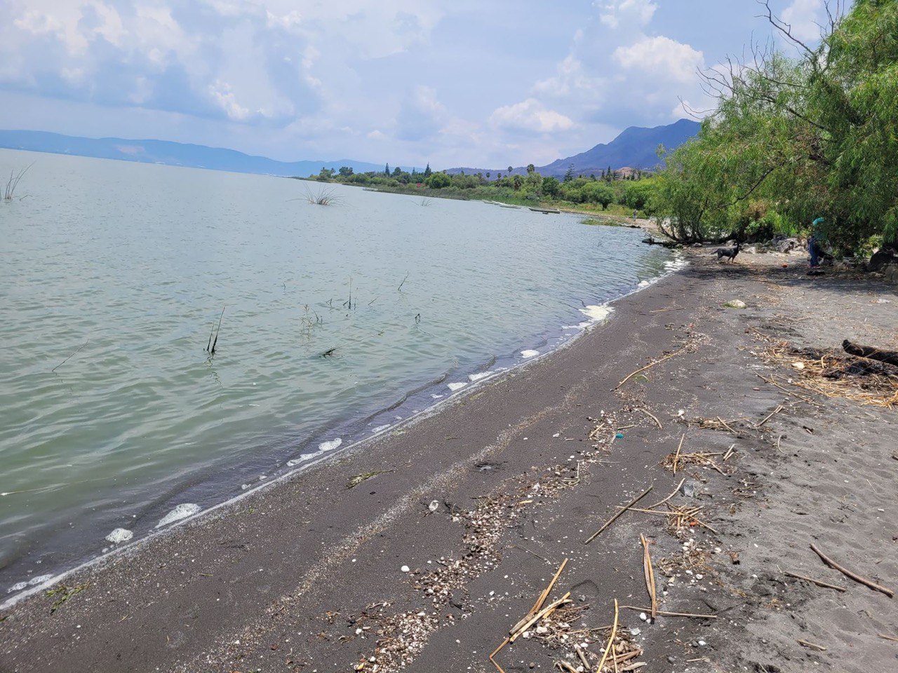Investiga PROEPA reportes de peces muertos en el Lago de Chapala